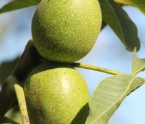 Juglans regia vrucht