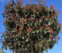 Photinia fraseri 'Red Robin'  - Glansmispel - 2