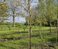 Quercus petraea - Wintereik - 1