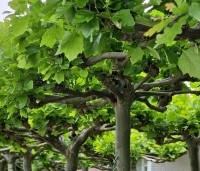 Platanus hispanica - Plataan - 11