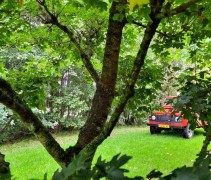 Acer campestre als speelboom of klimboom