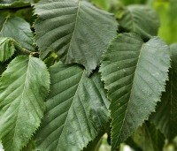 Ostrya carpinifolia - Hopbeuk - 2