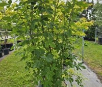 Laburnum anag. 'Yellow Rocket' - Laburnum anag. 'Yellow Rocket' - 2