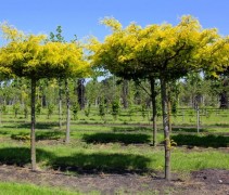 Gleditsia Sunburst ofwel Valse Christusdoorn 'Sunburst', dakvorm