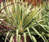 Yucca filamentosa 'Color Guard'