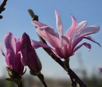 Magnolia loebneri 'Leonard Messel' - Magnolia loebneri 'Leonard Messel' - 1