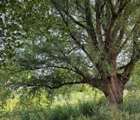 Salix alba - Schietwilg - 1