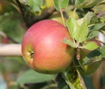 Malus domestica Ida Red