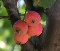 Malus Neville Copeman
