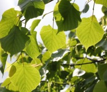 Tilia x Europaea