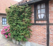 Vuurdoorn struik tegen gevel