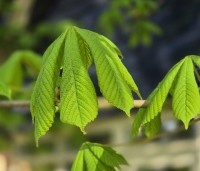 Aesculus hippocastanum - Witte paardenkastanje - 1