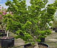 Acer palmatum 'Shishigashira' - Japanse Esdoorn 'Shishigashira' - 2