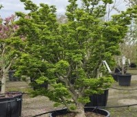Acer palmatum 'Shishigashira' - Japanse Esdoorn 'Shishigashira' - 1