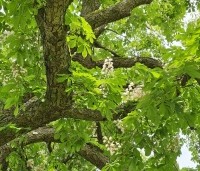 Aesculus hippocastanum - Witte paardenkastanje - 7