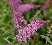 Buddleja davidii 'Pink Delight' - Vlinderstruik 'Pink Delight' - 1