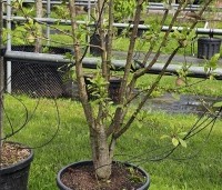 Prunus dom. 'Reine Claude d'Althan' - Prunus dom. 'Reine Claude d'Althan' - 2
