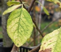 Prunus dom. 'Opal' - Prunus dom. 'Opal' - 1