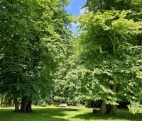 Tilia cordata - Winterlinde - 8