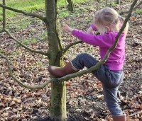 Carpinus betulus - Haagbeuk - klimboompje voor de kleintjes