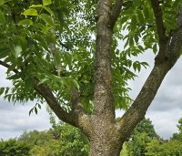 Phellodendron amurense - Amur kurkboom - 4