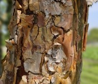 Pinus sylvestris 'Glauca' - Grove den 'Glauca' - 1