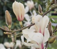 Magnolia soulangeana 'Alba Superba' - Magnolia 'Alba Superba' - 1