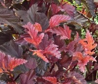 Physocarpus opulifolius 'Little Angel' - Blaasspiraea 'Little Angel' - vakbeplanting  - 3