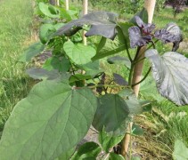 Blad Groot bloemige Trompetboom