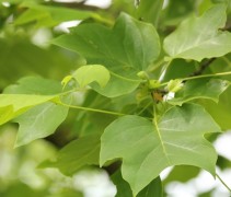 blad Liriodendron tulipifera 