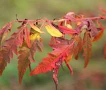 Rhus dissectum herfstkleuren