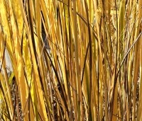 Panicum virgatum 'Northwind' - Vingergras 'Northwind' - herfst