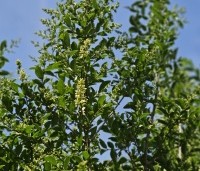 Ligustrum ovalifolium - Haagliguster - 2