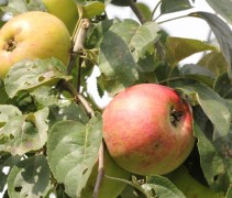 Malus domestica 'Jas'