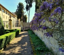 Wisteria sinensis blauw