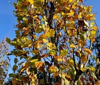 Fagus sylvatica 'Dawyck Gold' - Zuilbeuk - 2