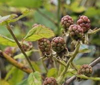Rubus fruticosus 'Chester Thornless' - Doornloze braam 'Chester Thornless' - 2