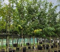 Prunus 'Fugenzo' - Japanse sierkers - 1