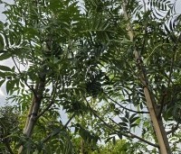 Sorbus 'Dodong' - Lijsterbes 'Dodong' - 1
