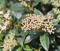 Viburnum tinus - Sneeuwbal - 3