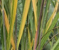 Panicum virgatum 'Northwind' - Vingergras 'Northwind' - 4