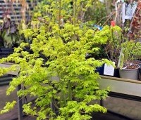 Acer palmatum 'Going Green' - Japanse esdoorn 'Going Green' - 1