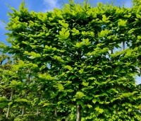 Carpinus betulus - Haagbeuk - 1