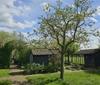 Malus dom. 'Notarisappel' - Malus dom. 'Notarisappel' - 2