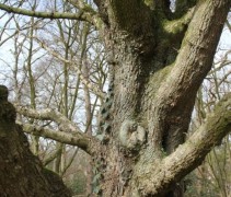 Acer campestre 'Elsrijk' in volgroeide vorm