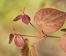 blad Cercidiphyllum japonicum
