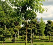 De Perzische Slaapboom in hoogstam formaat