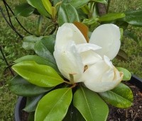 Magnolia grandiflora 'Galissoniere' - Magnolia grandiflora 'Galissoniere' - 2