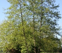 Alnus glutinosa