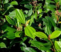 Viburnum Davidii